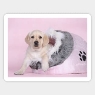 Labrador puppy in pink Sticker